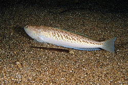 pesce tracina drago - 250px-Trachinus_draco_Stefano_Guerrieri